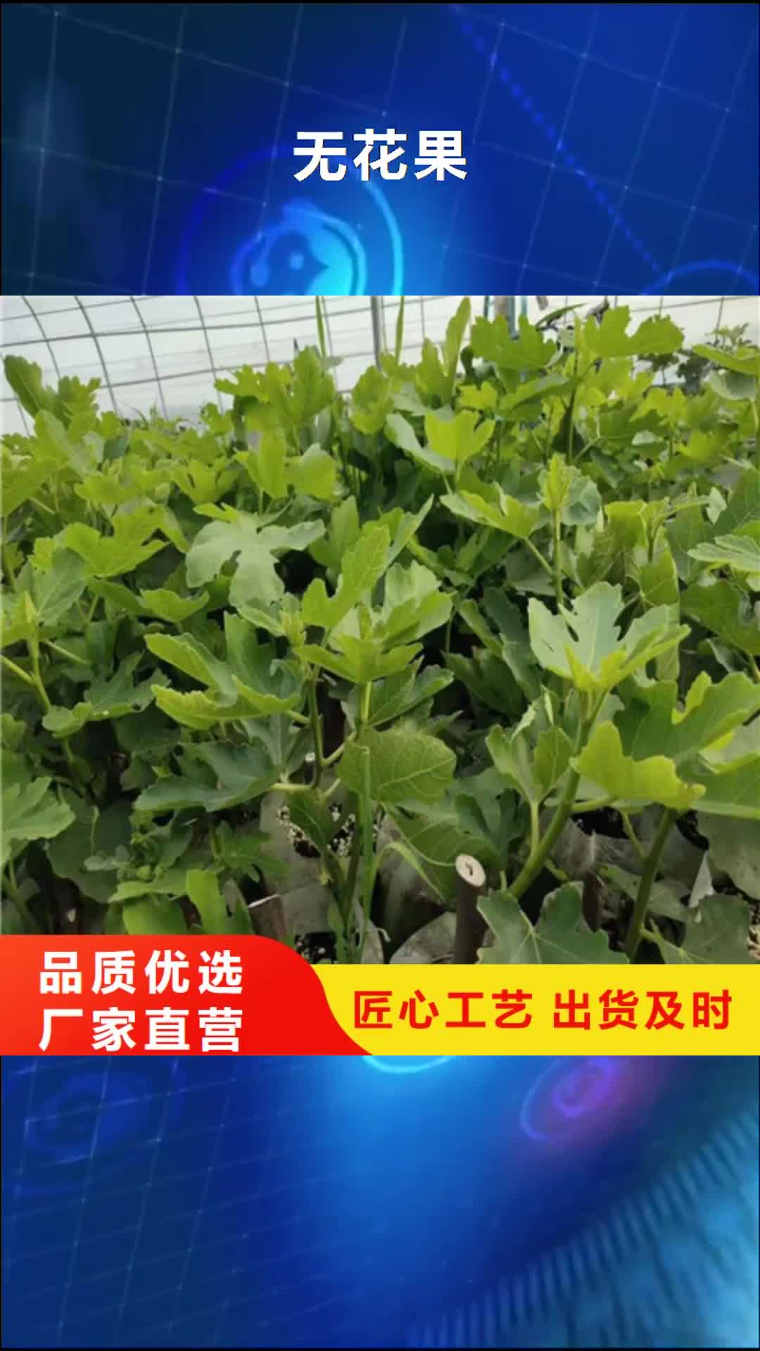 【随州 无花果-梨树苗设备齐全支持定制】