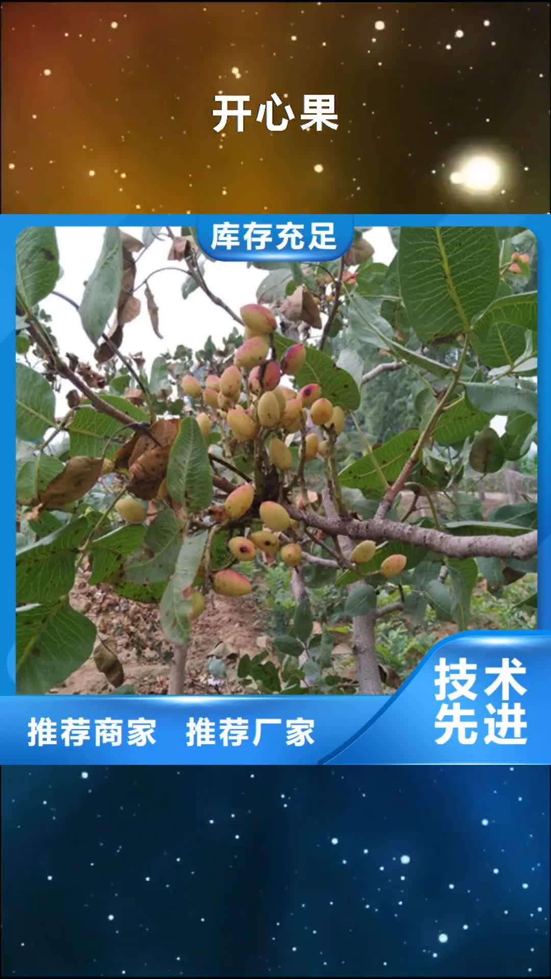 韶关 开心果 【蓝莓苗】型号齐全