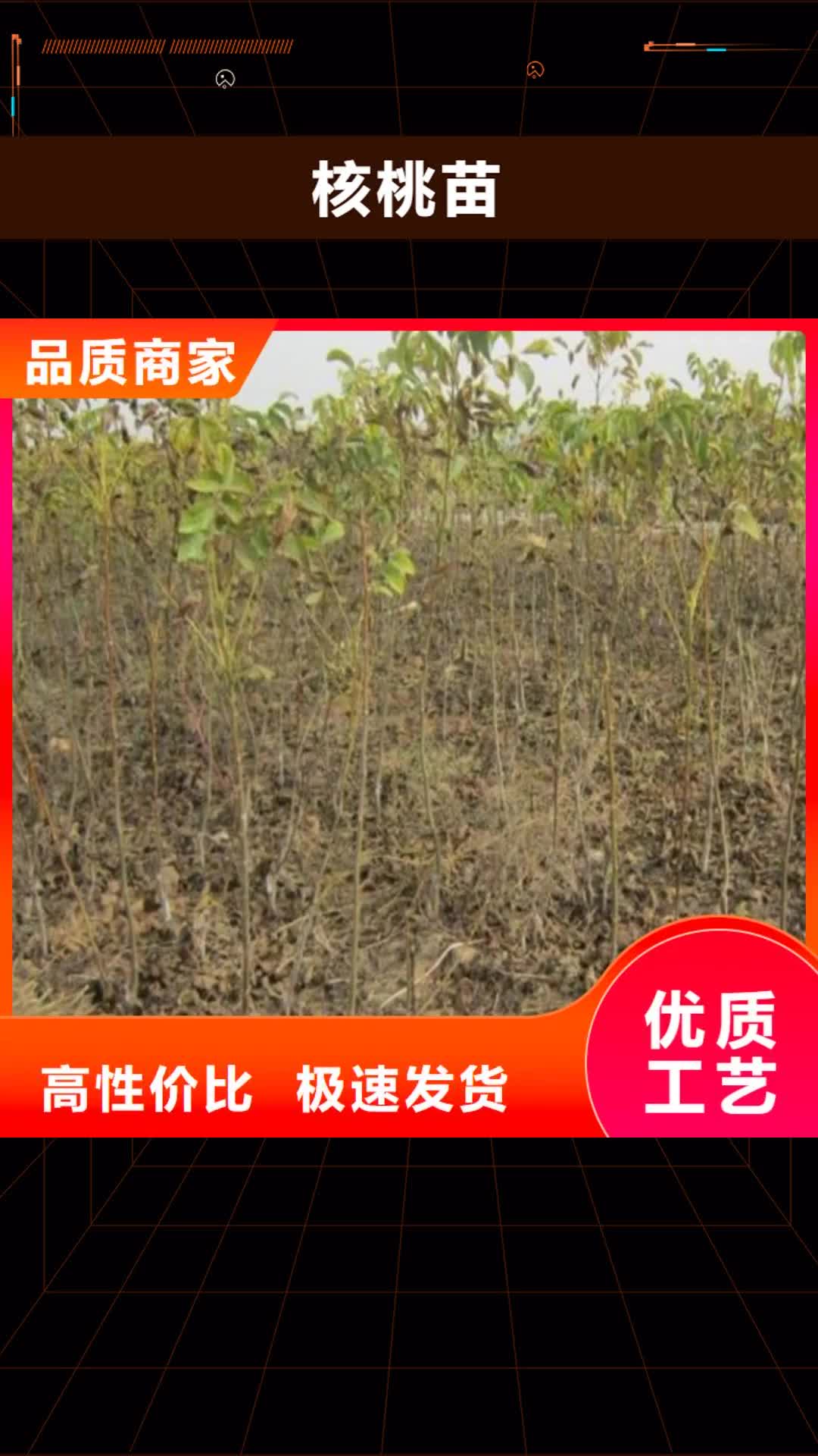 【开封 核桃苗-大棚草莓苗实力才是硬道理】